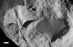 <Fossil and modern ginkgo leaf>